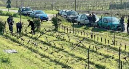 Intimidazione a Fugatti, tagliate le viti ai cugini in provincia di Verona: \"E' per gli orsi\"