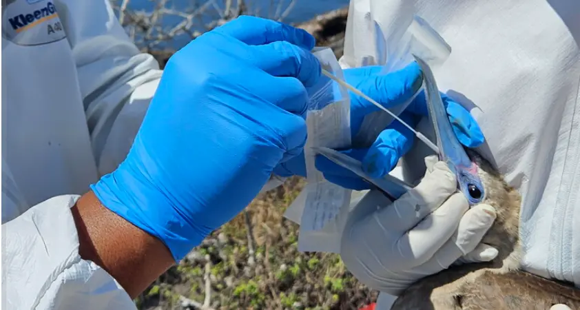 Aviaria in grande diffusione: rischio anche per gli umani se il virus muta