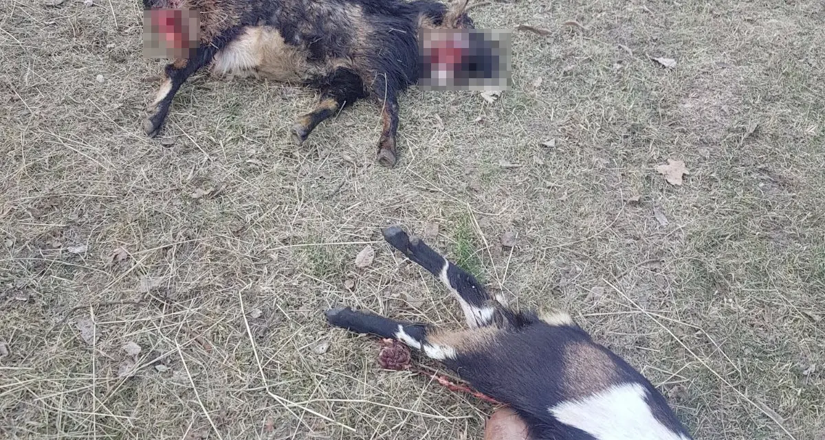 L’orso «trentino» in trasferta a Monte San Vigilio sbrana 10 capre, i forestali sparano