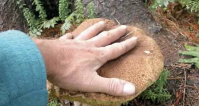 Raccolta funghi, limite a tre chili. L'esperto: potrebbe essere una buona stagione