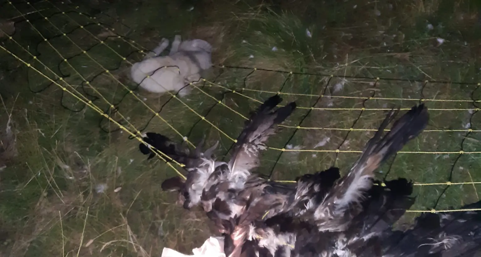Salvata l’aquila impigliata nelle reti elettriche anti-lupo dei pastori a Canal San Bovo