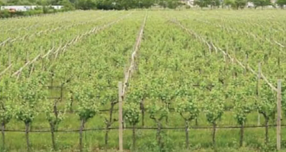 Suolo: Trento fa meglio di Bolzano. Nel 2021 il Trentino si è “mangiato” 38 ettari