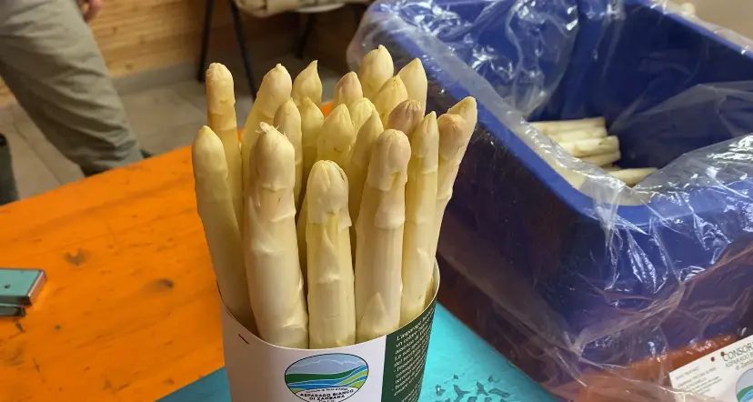 Ecco i primi asparagi: a Zambana fra poco parte la stagione, e sarà un’annata davvero eccellente
