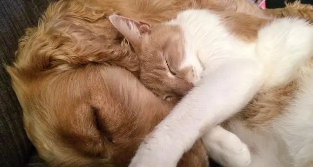 La Provincia stabilisce nuove regole per le trasfusioni a cani e gatti
