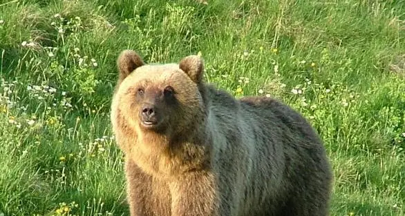 Fugatti indagato per la morte dell'orso M90, il Gip respinge la richiesta di archiviazione presentata dalla Procura