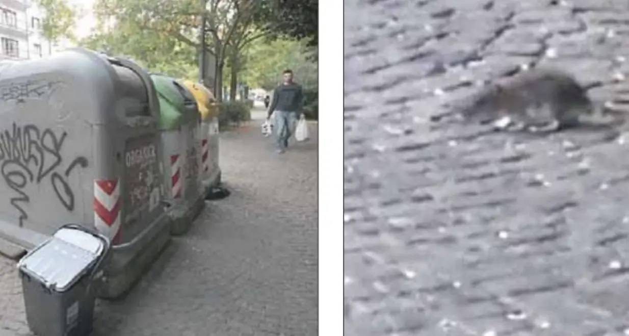 Invasione di topi nel salotto della città: colonia in via Grazioli per via dell’isola ecologica