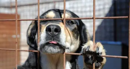 Boom di richieste di adozioni cani a Trento, per soddisfare la richiesta ne verranno prelevati dagli altri canili italiani