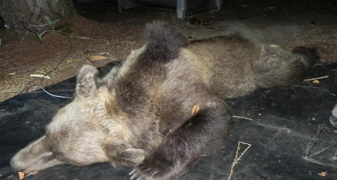 L’orso di Andalo ha le ore contate: è proprio M62, e con il collare radio viene monitorato dalla forestale