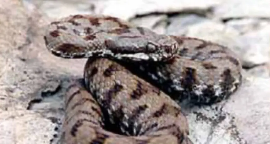 Diciottenne morsa da una vipera sui Lessini, soccorsa con l'elicottero