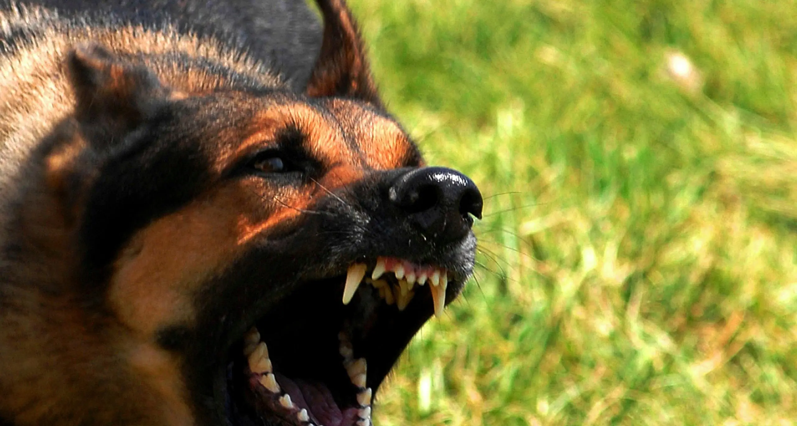 Bimba morsa alla gamba da un cane: risarcimento da 4mila euro