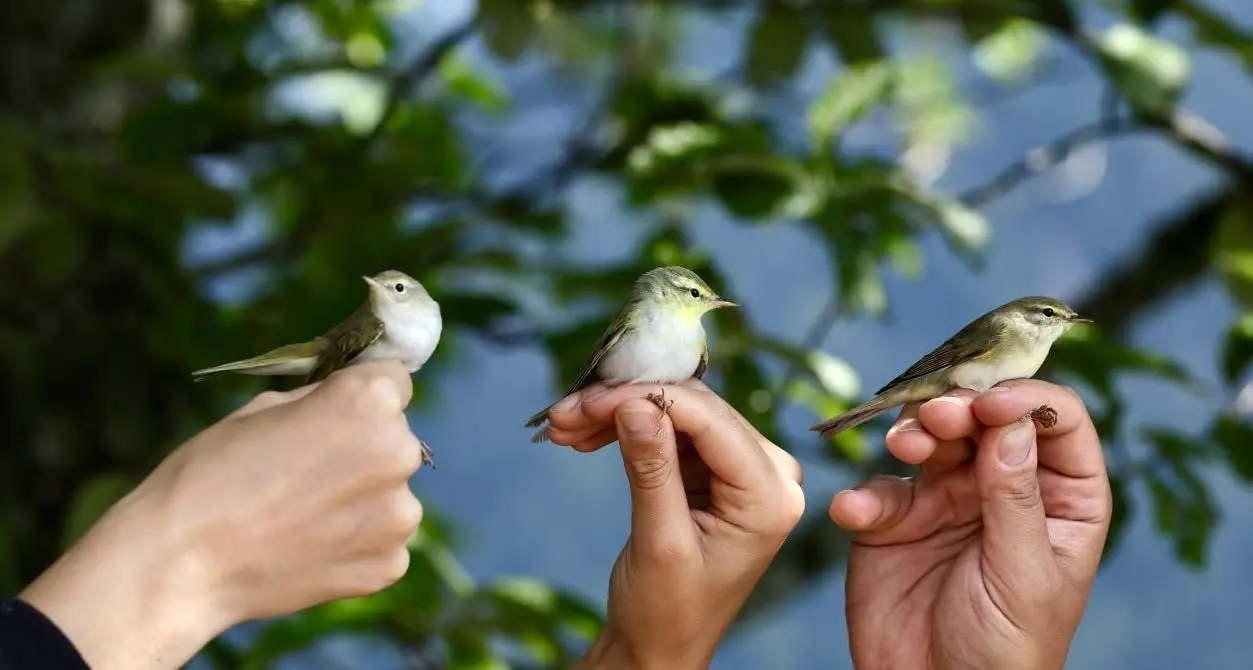 Gli uccelli migratori saranno ancora monitorati da esperti: i numeri e le curiosità